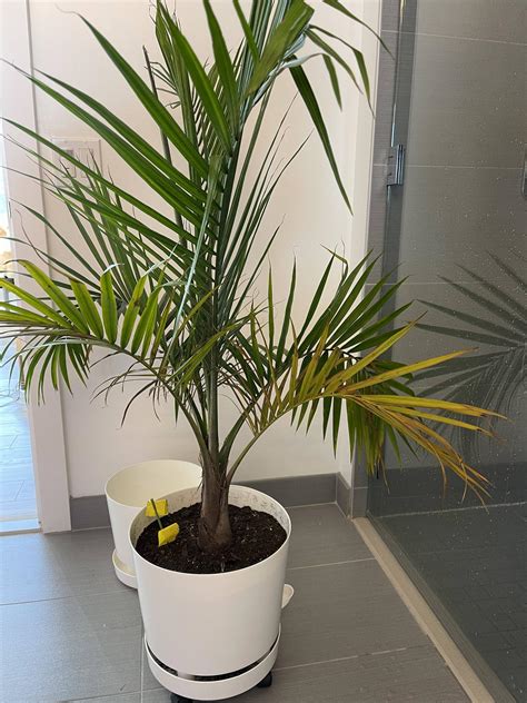 moisture meter majesty palm|majesty palm plant watering.